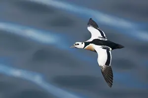 Eiders: Steller's Eider - drake in flight