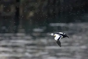 Eiders: Steller's Eider - drake in flight