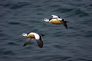 Steller: Steller's Eider - Drake in flight