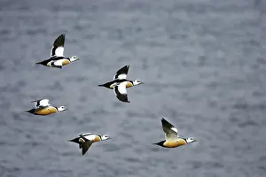 Steller: Steller's Eider - Drake in flight