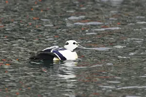Eiders: Steller's Eider - Drake in snow flurry