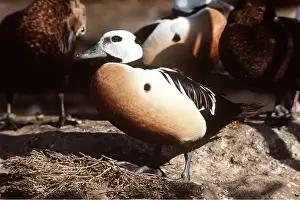 Eiders: STELLER'S EIDER DUCK - male