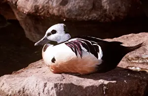 Kenneth Hoyle: STELLER'S EIDER DUCK - male