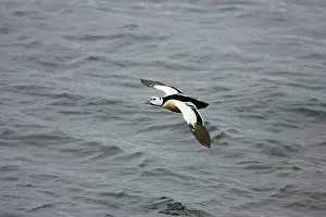 Eiders: Steller's Eider - In flight