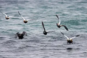 Eiders: Steller's Eider - Flock coming in to land