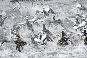 Steller: Steller's Eider - Flock panic