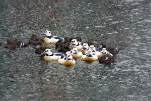 Eiders: Steller's Eider - Flock in snow flurry
