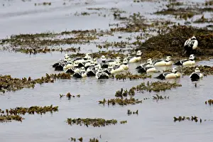 Eiders: Steller's Eider - male