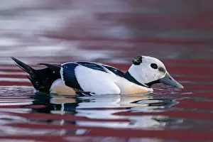 Fylke: Stellers eider (Polysticta stelleri), male, Harbour