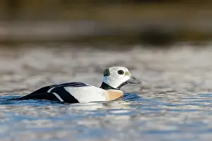 Fylke: Stellers eider (Polysticta stelleri), male, Harbour