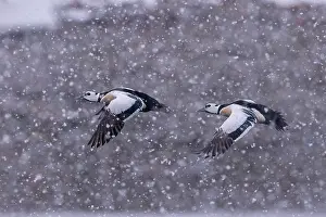 Flaps: Stellers eider (Polysticta stelleri), males in