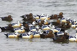 Packed: Steller's Eider - tightly packed winter flock