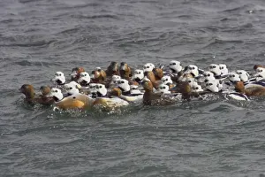 Packed: Steller's Eider - tightly packed winter flock