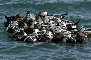 Steller: Steller's Eider - Tightly packed winter flock