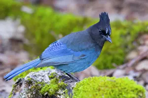 Stelleri: Steller's Jay