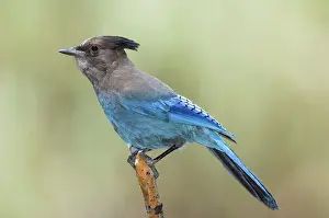 Stelleri: Steller's Jay