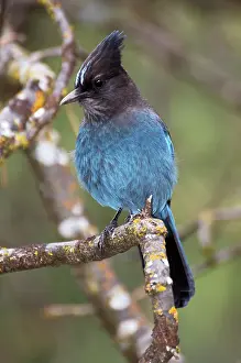 Steller: Steller's Jay