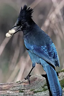 Jays: Steller's jay