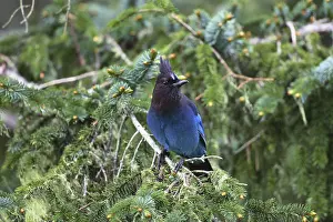 Sebastian: Steller's Jay