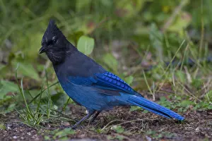 051118: Steller's Jay - adult bird - Alberta, Canada