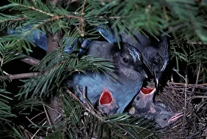 Stelleri: Steller's Jay (Cyanocitta stelleri) family