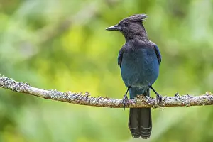 Perch: A Steller's Jay (Cyanocitta stelleri) perched on a tree branch in the forest