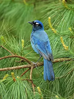 Guatemala: Steller?s Jay (Cyanocitta stelleri teotepecensis