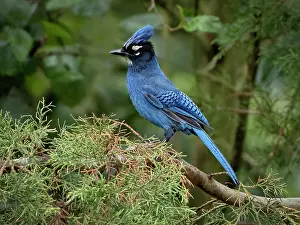Guatemala: Steller?s Jay (Cyanocitta stelleri teotepecensis