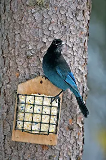 Steller: Steller's Jay feeding on suet from birdfeeder
