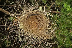 Stelleri: Steller's Jay Nest