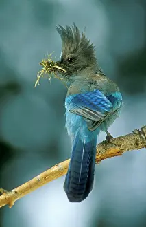 Steller: Steller's Jay - With nesting material