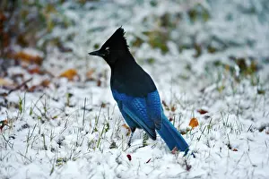 Steller: Steller's Jay on snow, searching for food