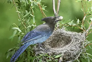 Stealing: Steller's Jay stealing eggs
