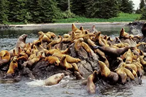 Eumetopias: Steller's / Northern Sealions