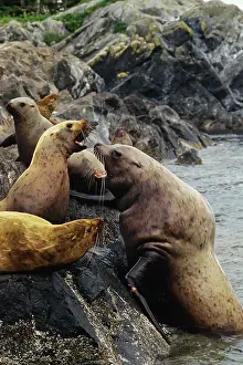 Hauling: Steller's / Northern Sealions - bull hauling out
