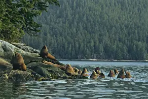 Stikine: Steller's / Northern Sealions - hauled out on small