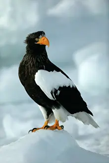 Stellers: Steller's Sea Eagle