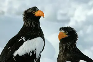 Stellers: Steller's Sea Eagle - two