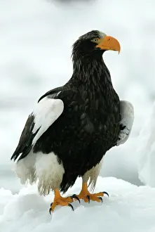 Stellers: Steller's Sea Eagle