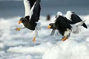 Steller: Steller's Sea Eagle - two