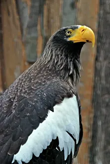 Steller: Steller's Sea Eagle