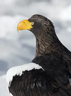 Rausu: Steller's Sea Eagle