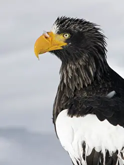 Rausu: Steller's Sea Eagle