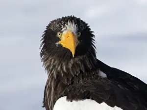 Rausu: Steller's Sea Eagle