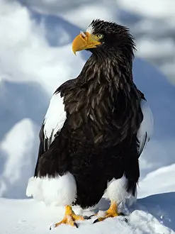Rausu: Steller's Sea Eagle