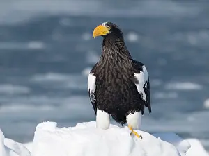 Growler: Steller's Sea Eagle
