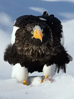 Growler: Steller's Sea Eagle