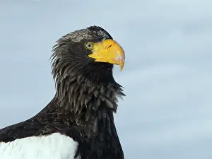 Rausu: Steller's Sea Eagle