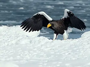 Growler: Steller's Sea Eagle