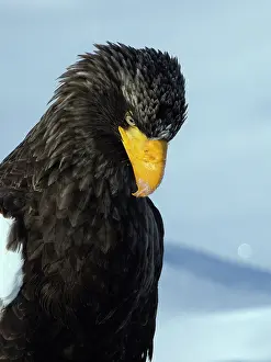 Rausu: Steller's Sea Eagle